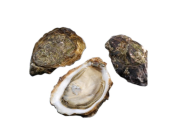 Live Oyster  Fin De Normandie No 2
